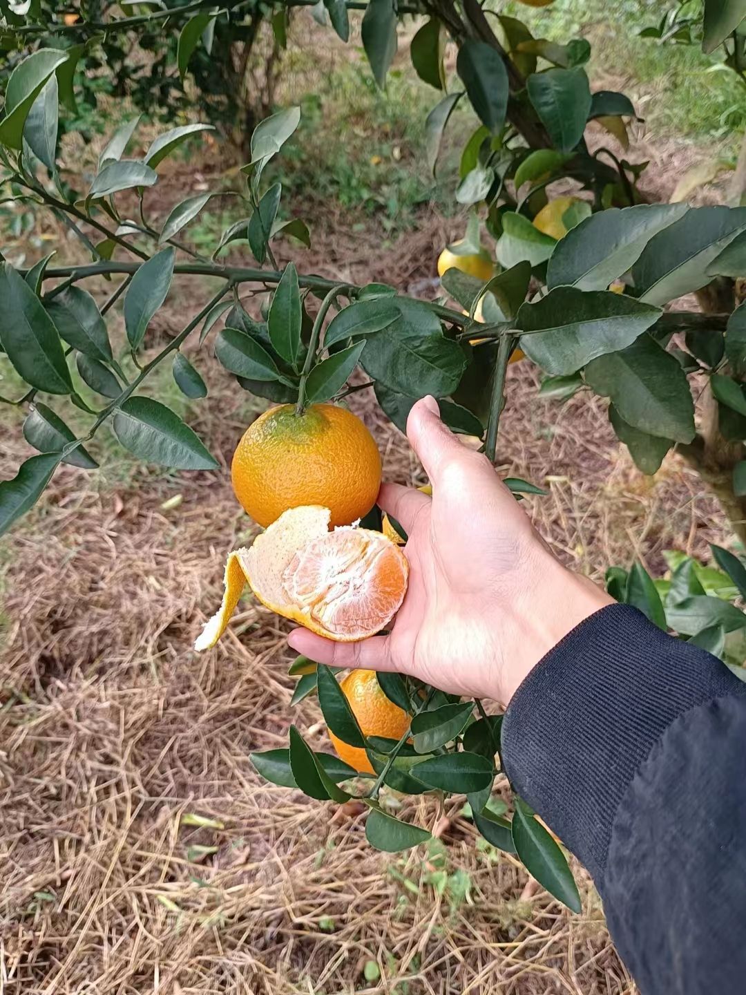 【新品】华美7号柑橘苗，华美新系，华美七号柑桔苗，欢迎来电