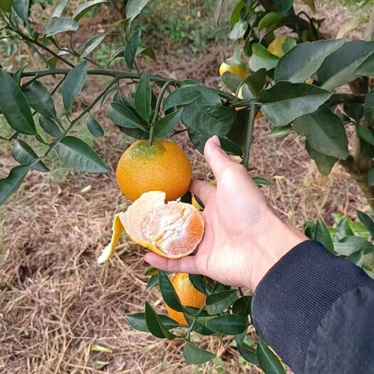 【新品】華美7號柑橘苗，華美新系，華美七號柑桔苗，歡迎來電
