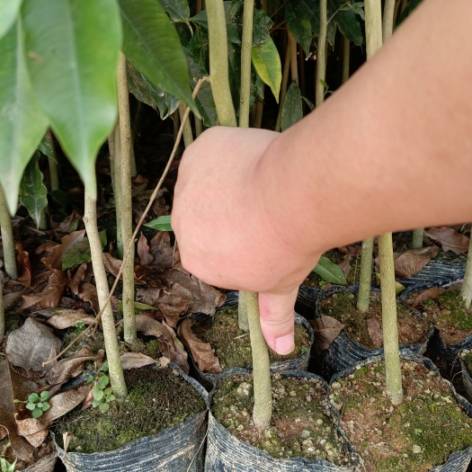 灵山县沉香苗