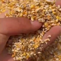 商河县净粮碎玉米 过风过筛