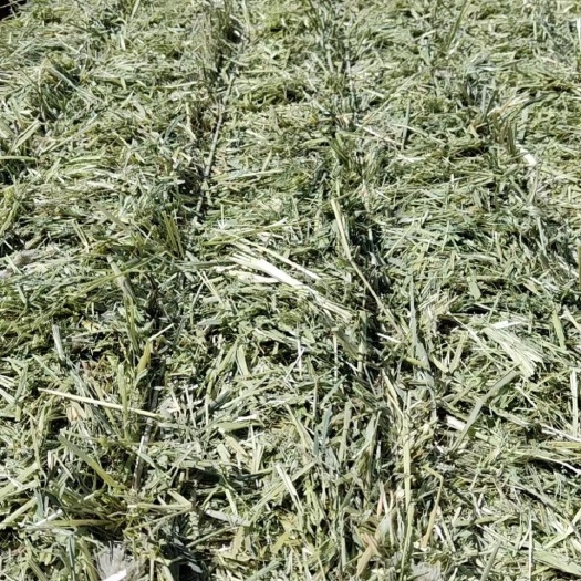 玉门市燕麦草产地 甘肃玉门优质燕麦草 水分干糖度高，价格便宜大捆草