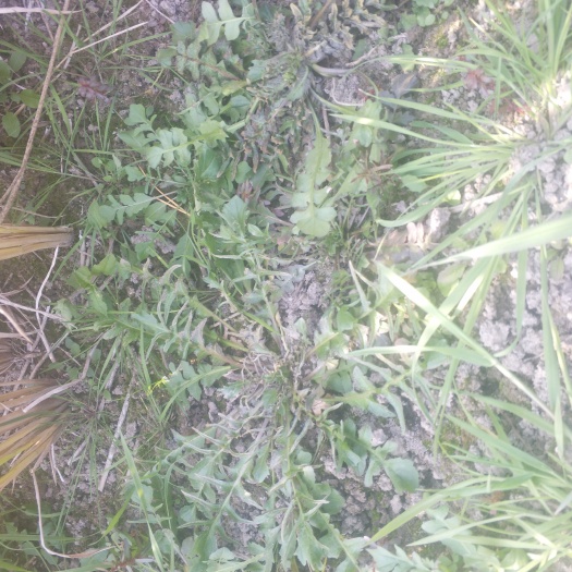 淮安自己家老人在野地里找的天然花荠菜。