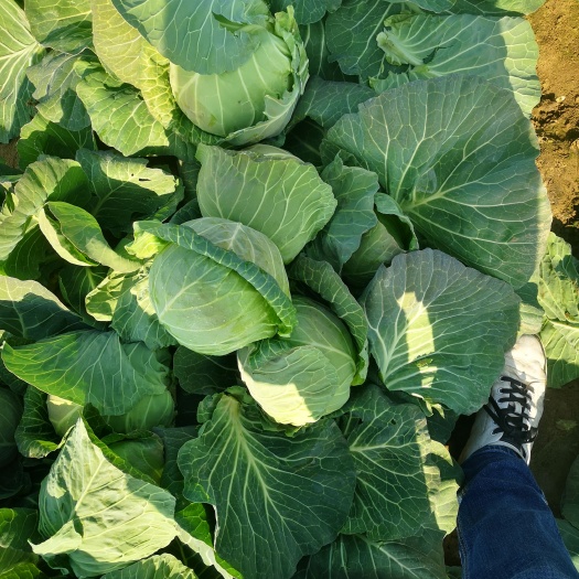 新野县新货圆包菜大量供应甘蓝旺旺系列品种质量保证，专业一条龙服务。