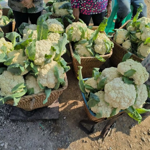 贵阳松花大量上市。每天可走一个6.8