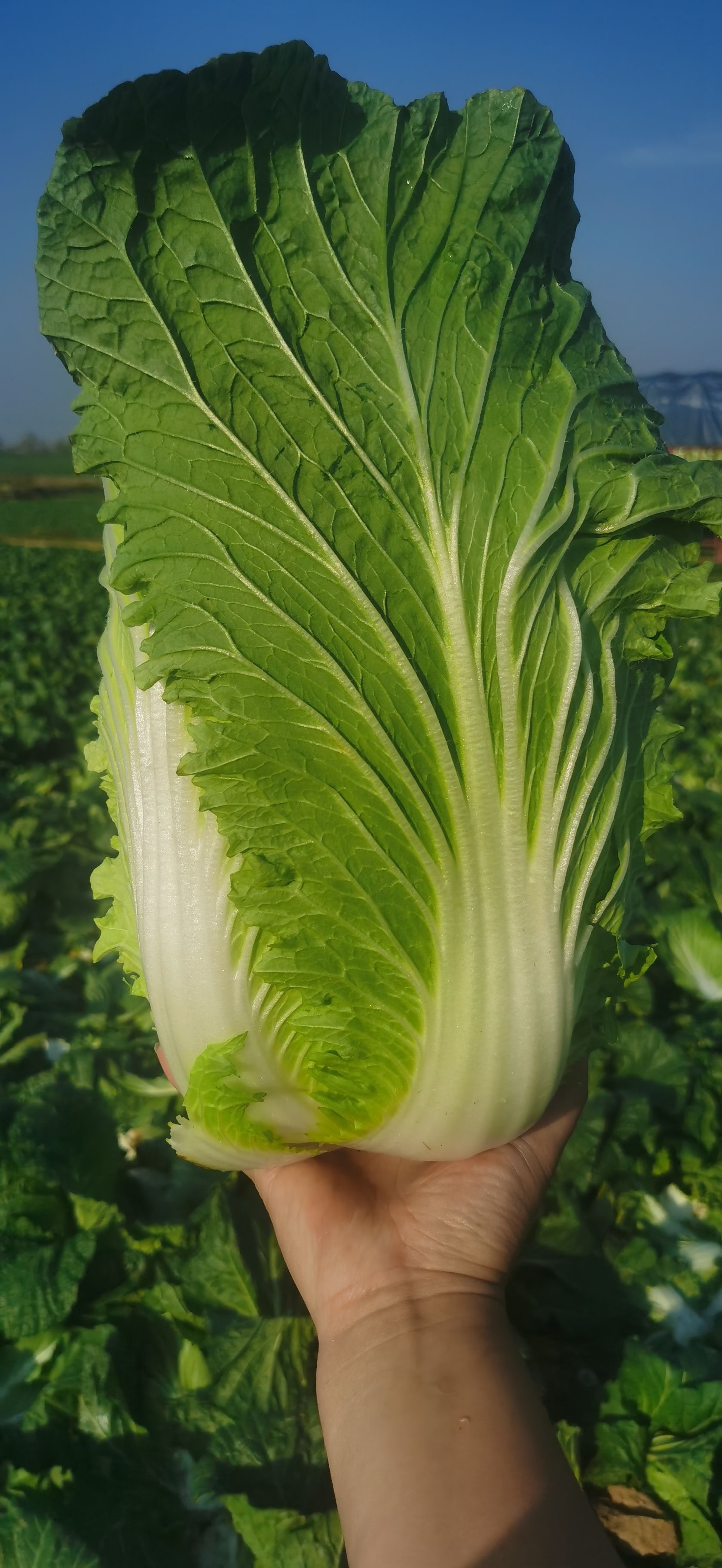 湖北白菜，秋喜寒君黄心大白菜，矮颗白菜，产地直发保质量带售后