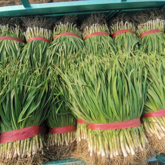 五河县贫困户种植的大蒜苗！