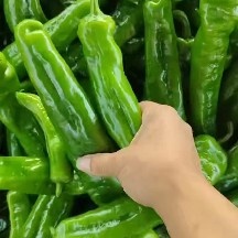 夏邑县【鲜辣椒】301辣椒热销中，欢迎有实力的老板砸单