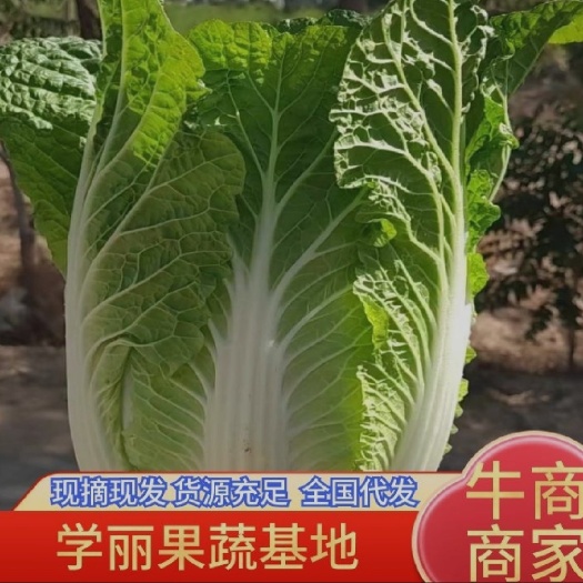 天津自家的种植的白菜，800一亩，可以看地，北京心三号，抓紧联系