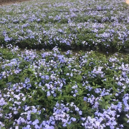 中山市广东中山市 蓝雪花