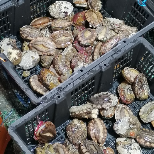 漳浦县鲍鱼产地一手货源