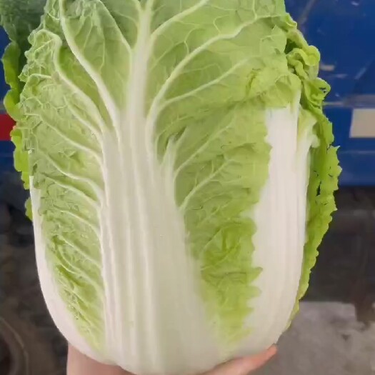 老河口市湖北 玲珑黄 黄心矮颗大白菜，产地直销，量大质优
