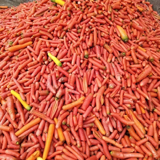 红萝卜渣胡萝卜渣饲料用加工厂用养殖场草料量大从优货源充足毛货