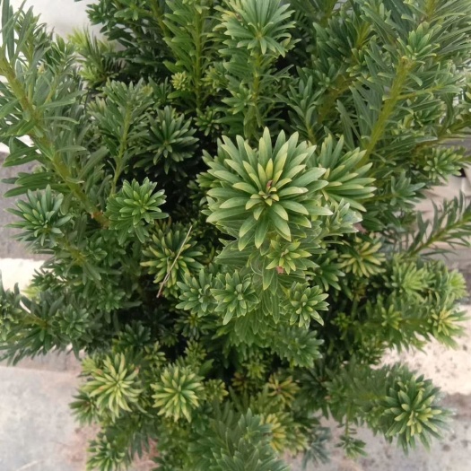 荔浦市米叶罗汉松