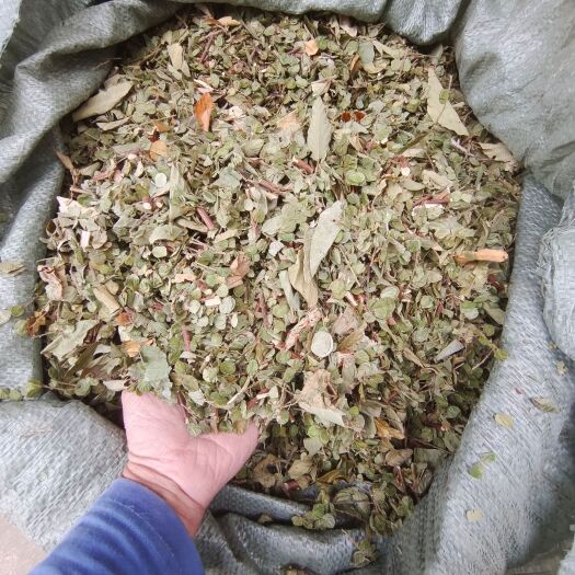 柳州排钱草