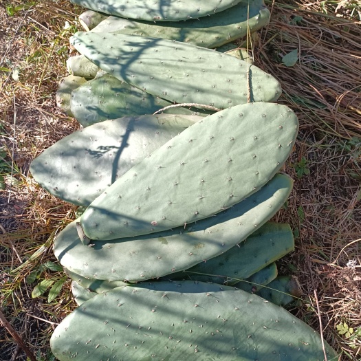 梨果仙人掌，种苗，米邦塔，宝塔可食用，药用，绿化