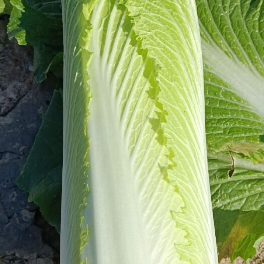 竹筒白菜，绍菜