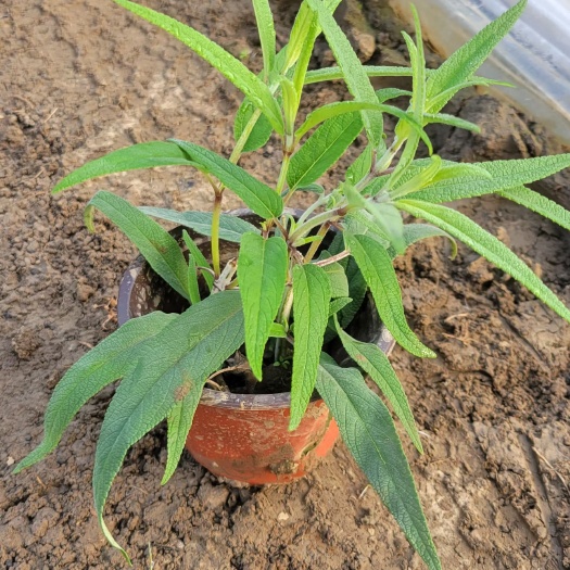 常州墨西哥鼠尾草，紫绒鼠尾草，紫花鼠尾草