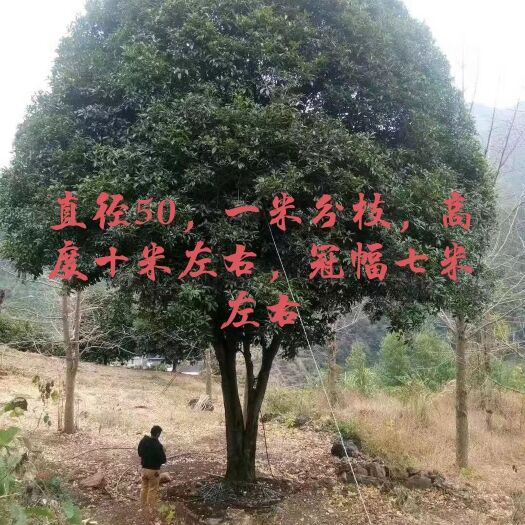 贵阳50公分桂花