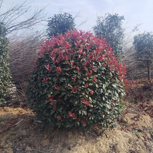 滁州红叶石楠球