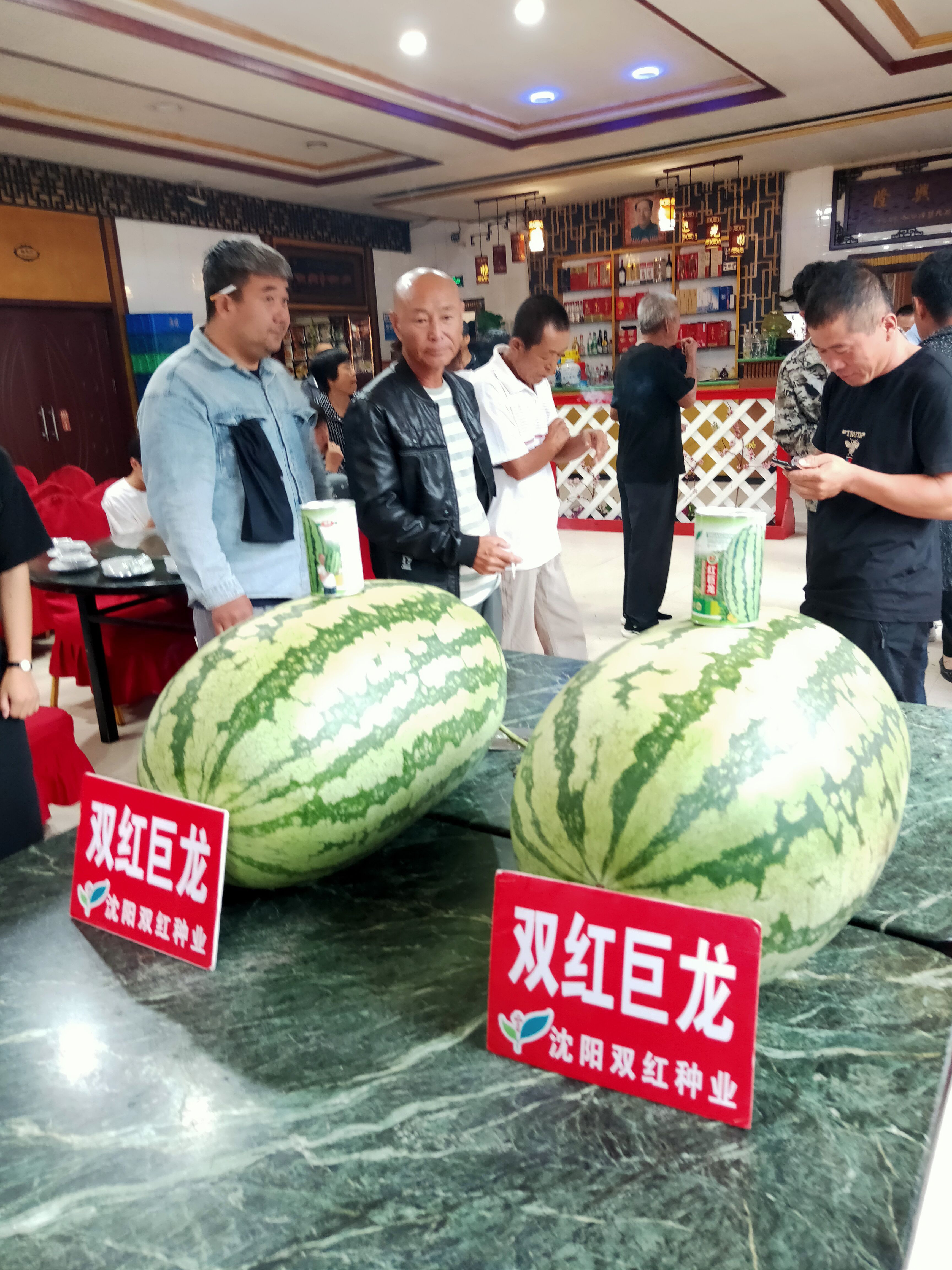 双红巨龙西瓜种子 红瓤金城五号含糖量高80克装720粒左右