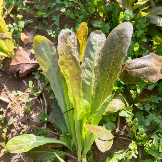 尉氏县开封育苗基地品牌原种尖叶莴笋苗大量有货，不起臺，亩产过万斤