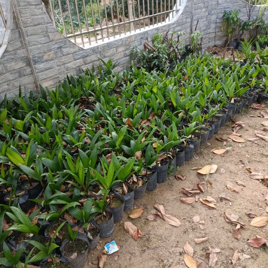 茂名槟榔苗要的联系我