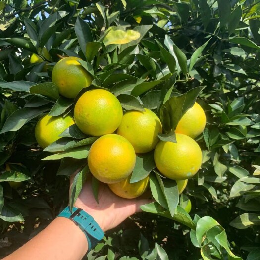 扶绥县红江橙，我是代办，产于广西壮族自治区，现在已是产地大量出货