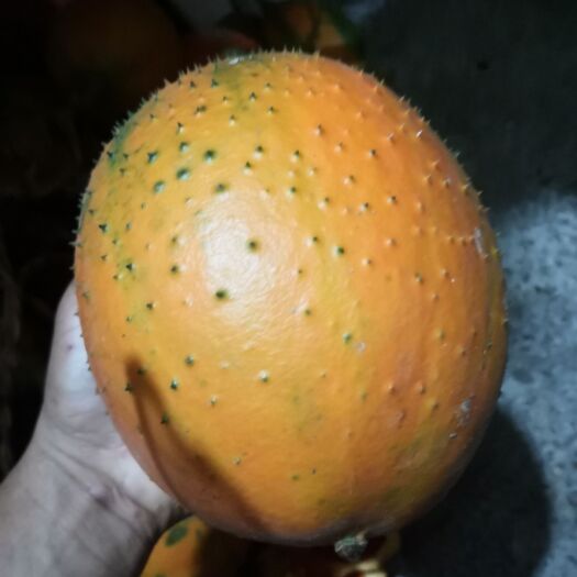 防城港木鳖果