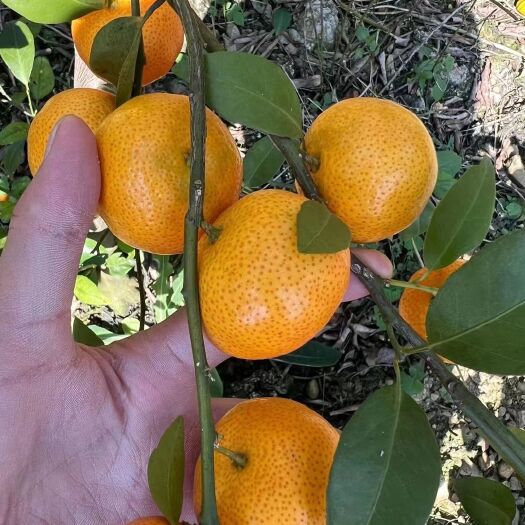广西西林县正宗沙榶桔