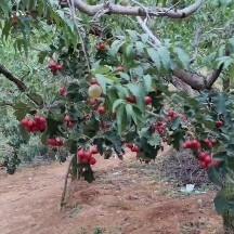平邑县山东临沂市种植户 山楂  大金星 歪把红 有需要朋友联系啦