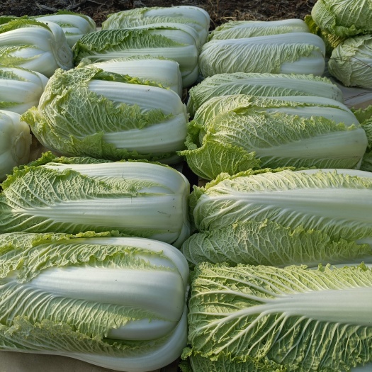 天津北京三号大白菜