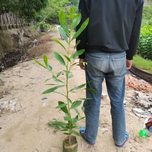 普宁市马占相思