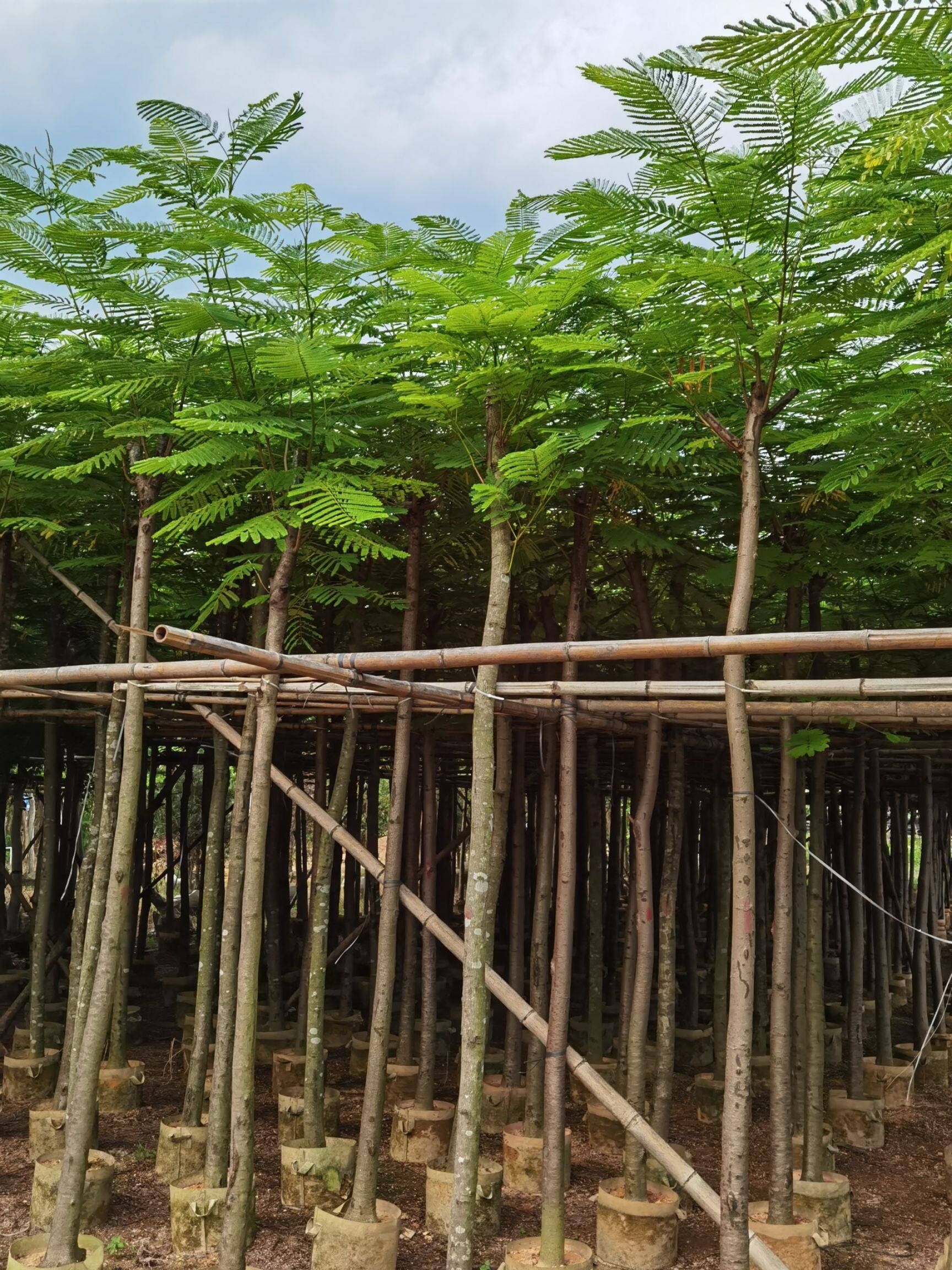 凤凰