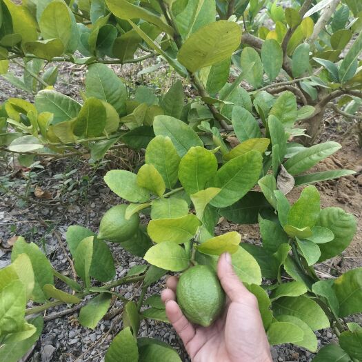 茂名广东香水柠檬。1级果。7元。广东省包邮。