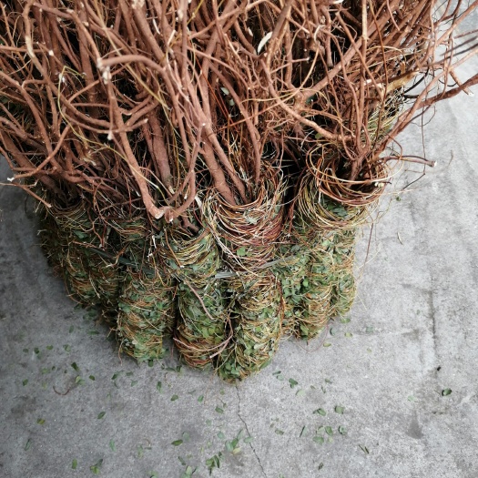 玉林鸡骨草
