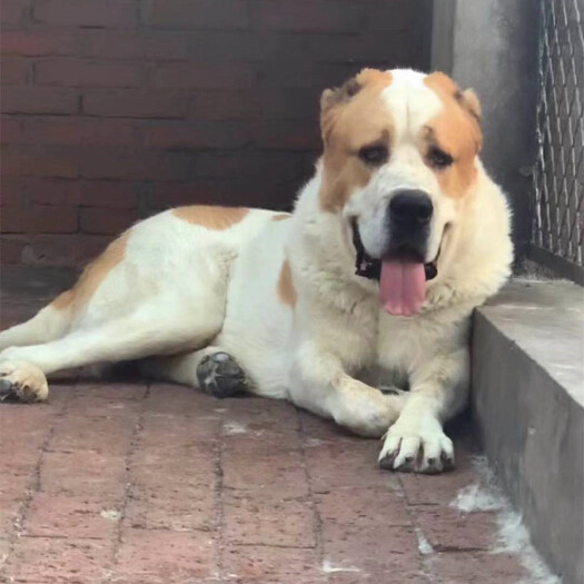 嘉祥县牧羊犬