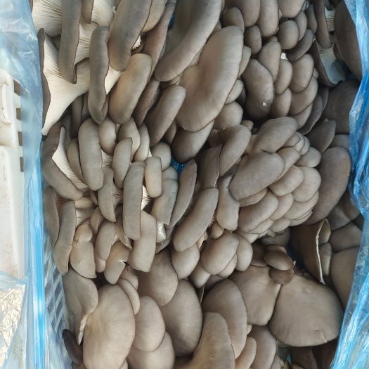 冠县鲜平菇，黑平菇