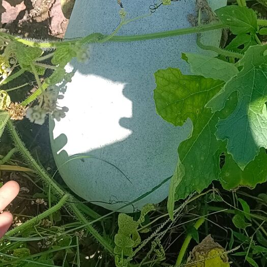 芒市粉冬瓜