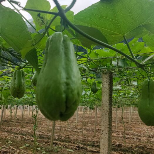 马关县大山里种植的佛手瓜，口感很好