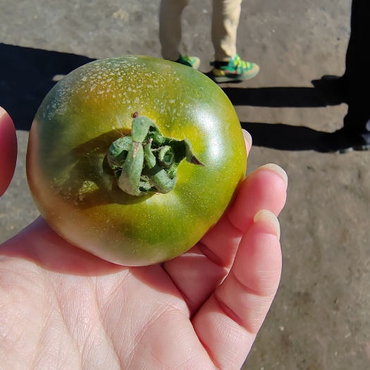 抚顺正宗铁皮柿子