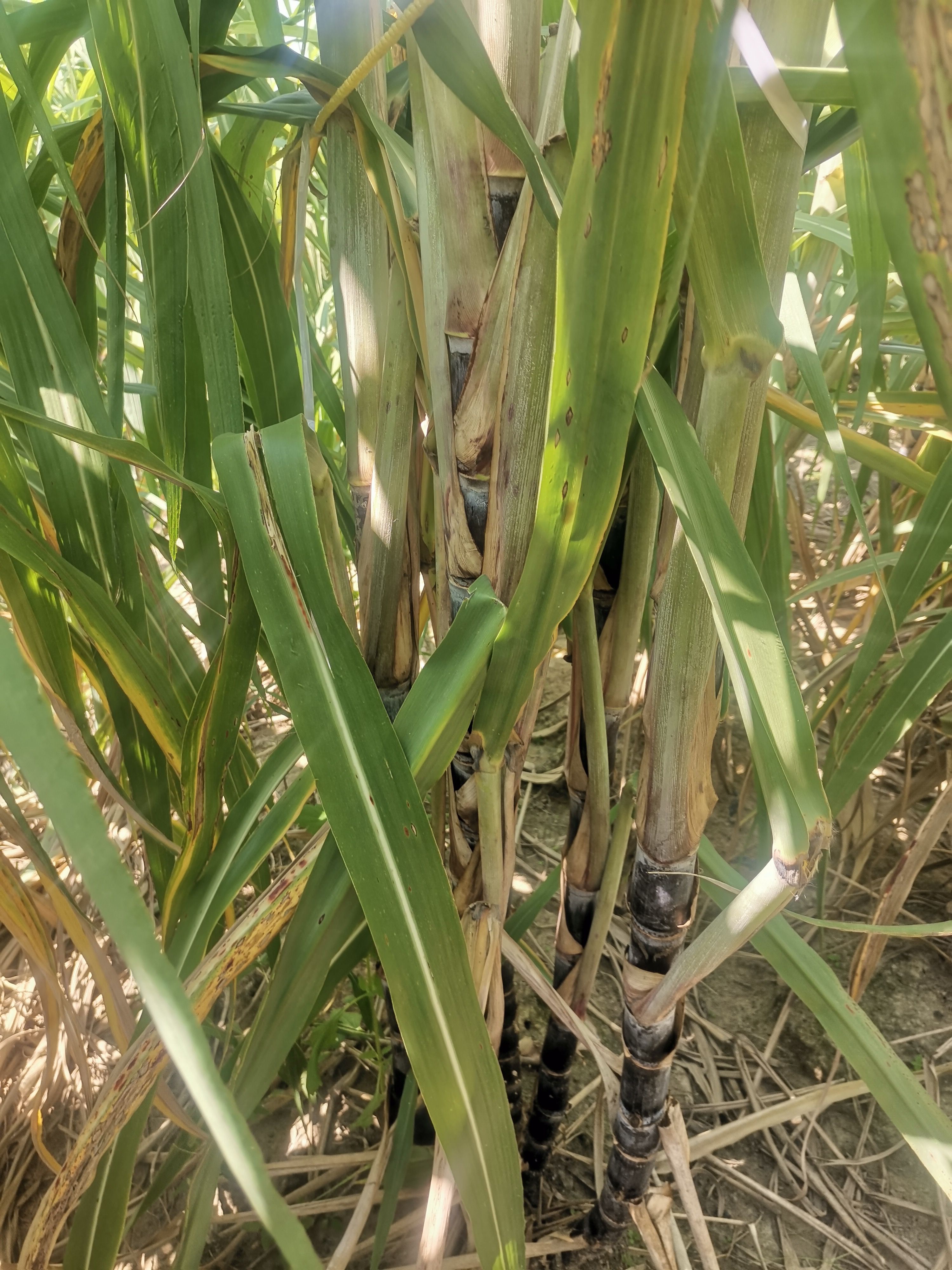 黑皮脱毒甘蔗苗包种植技术