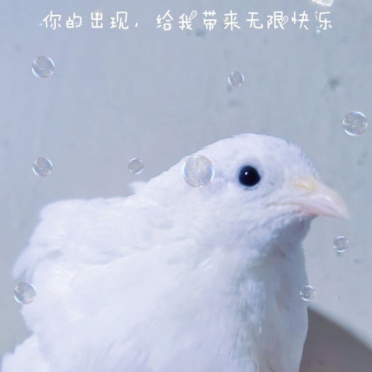 深州市芦丁鸡成年下蛋纯白观赏最小迷你