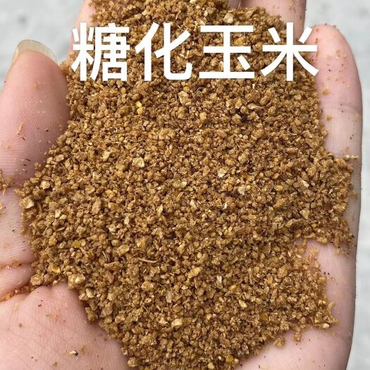 正定县糖化玉米