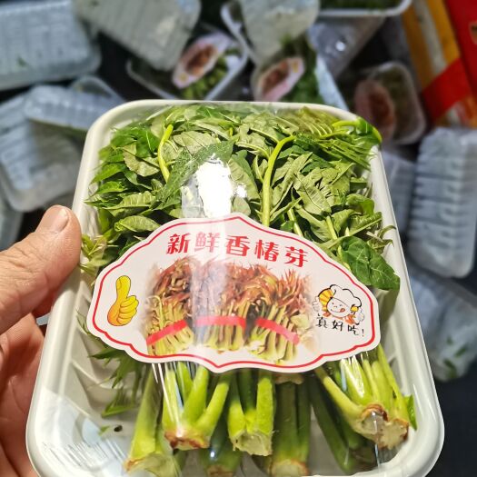 临朐县香椿芽新鲜大棚头茬香椿芽新鲜采摘红油春芽托盘装2量3量产地直