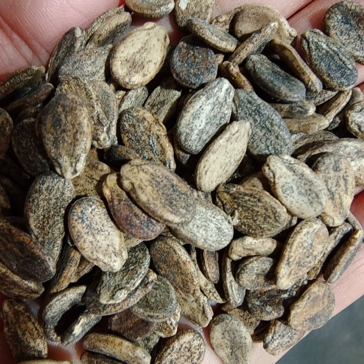 西瓜子 干货 中药材 量大从优