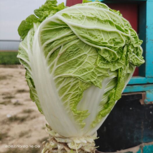 馆陶县大白菜