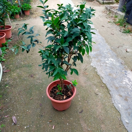 普宁市嘉宝果苗树葡萄苗艾斯卡品种结果苗