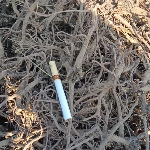 长治黑柴胡