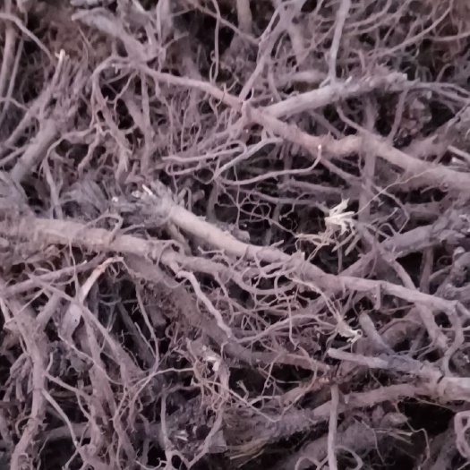 长治黑柴胡