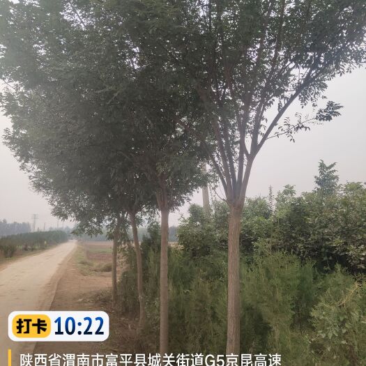 富平县国槐红叶李侧柏柿子树